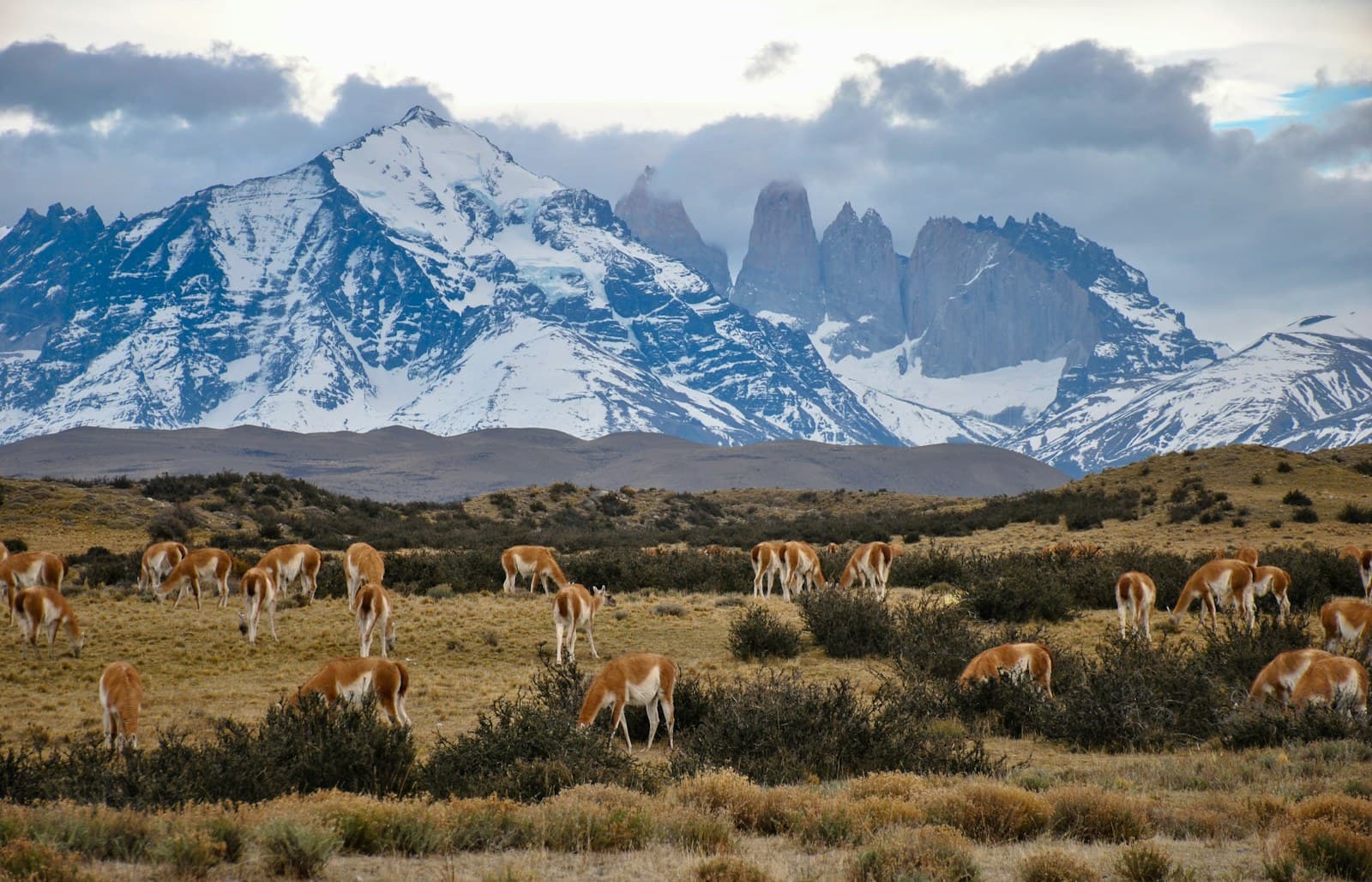 Chile: herd of horses on bushes and grasses across mountain