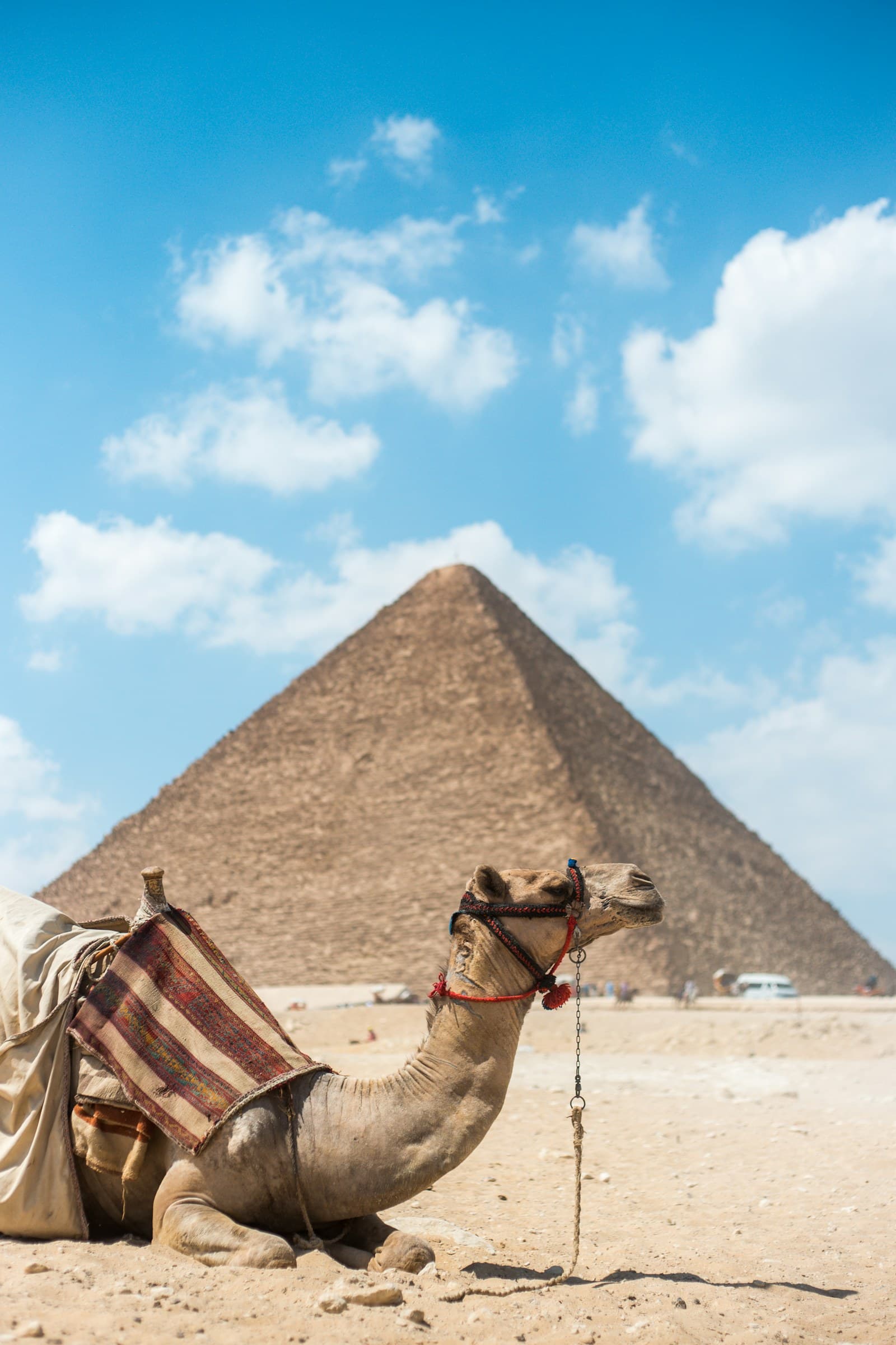 Egypt: brown camel near pyramid under clear blue sky