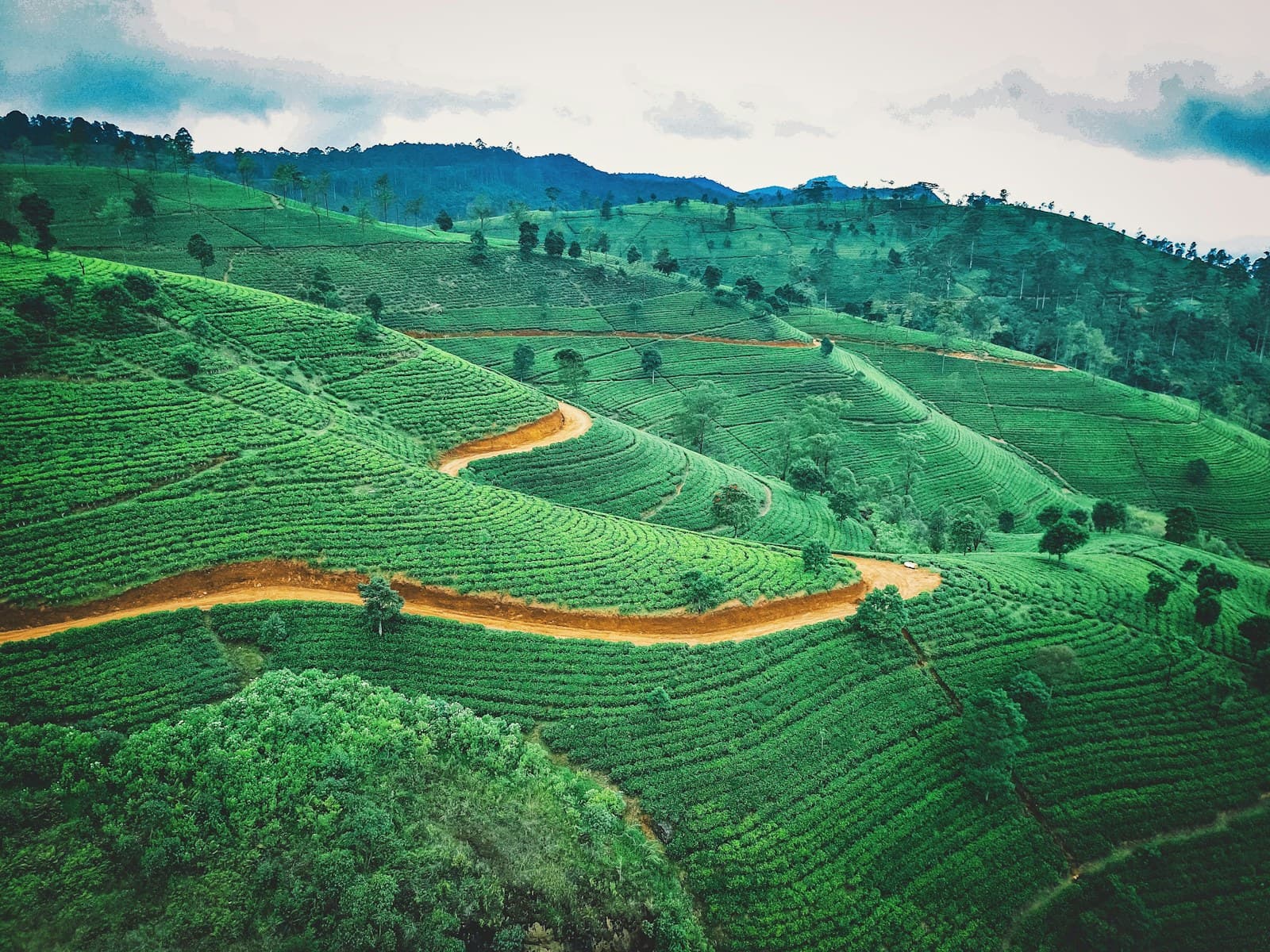 Sri Lanka: aerial photography of green fields during daytime