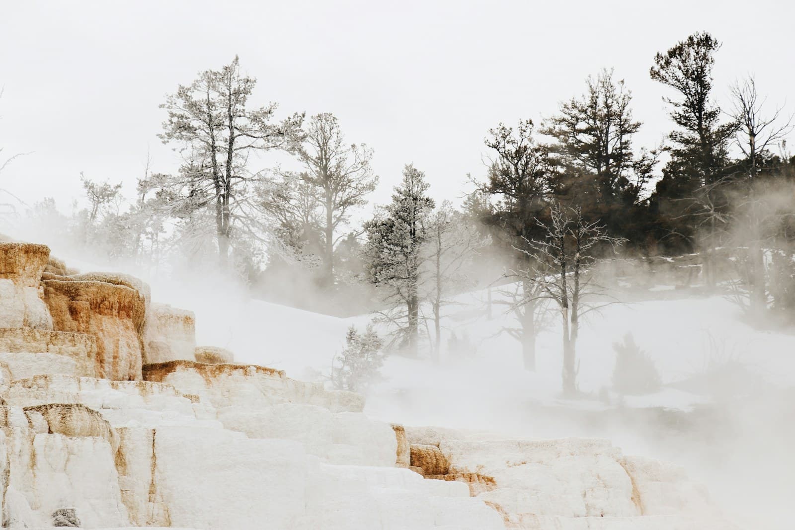 North America: Foggy landscape with trees and rocky terrain.