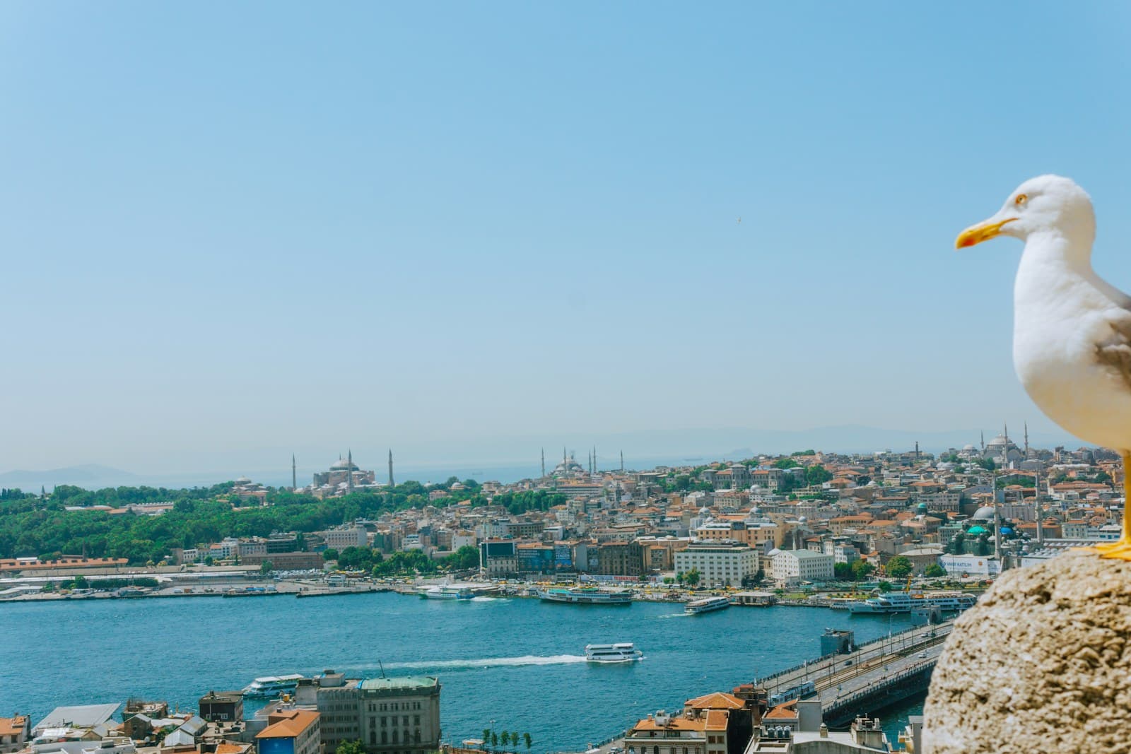 Turkey: a seagull sitting on top of a rock overlooking a city