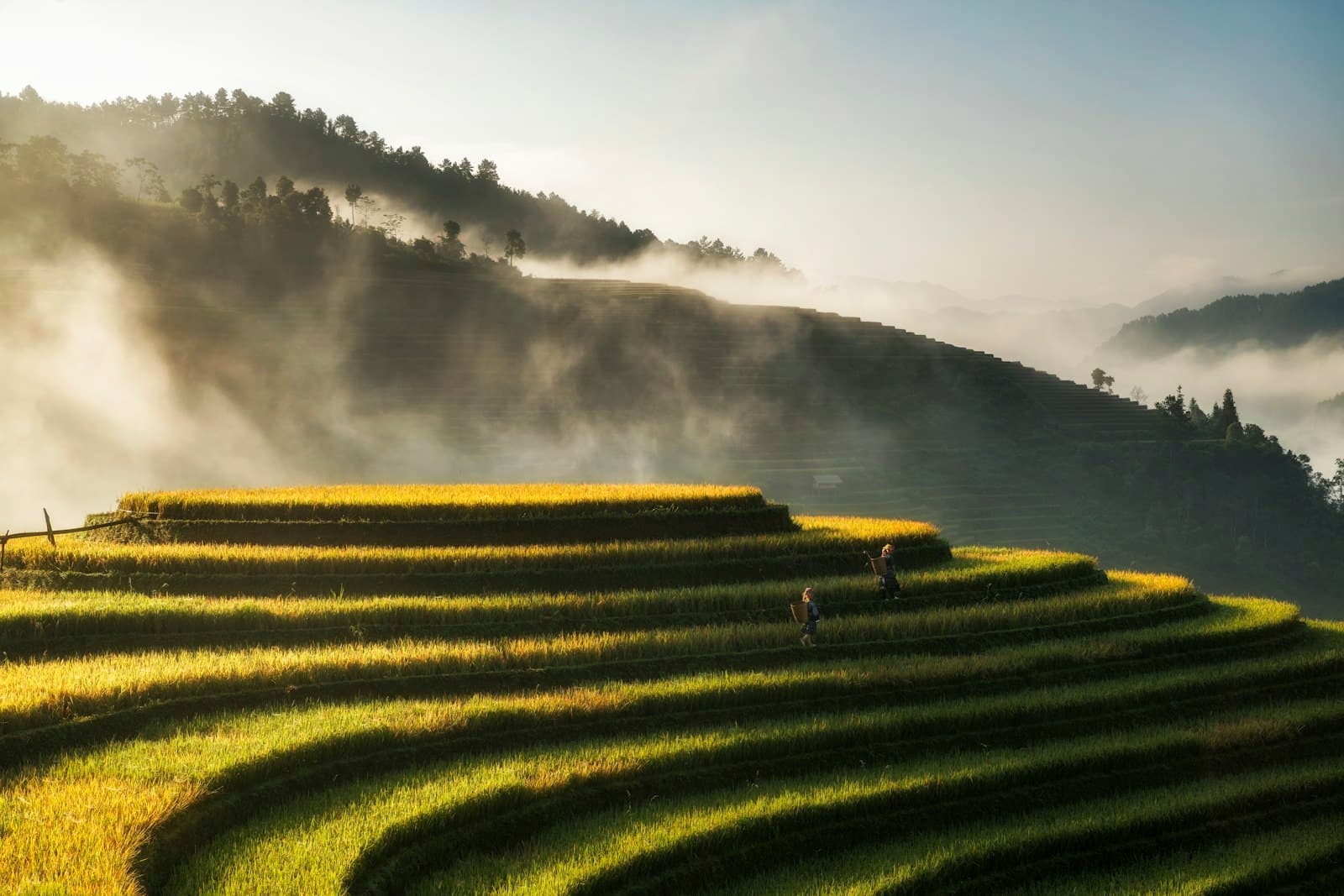Vietnam: green grass field near body of water during daytime