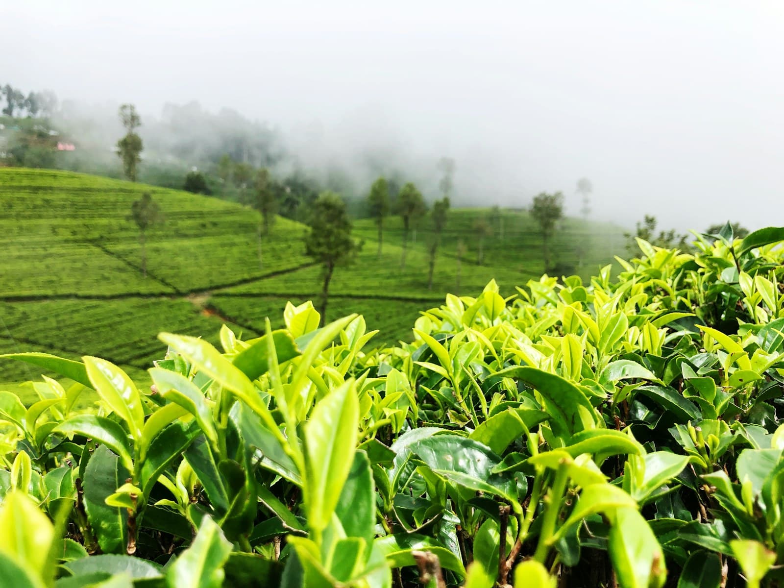 Sri Lanka: green-leafed plant