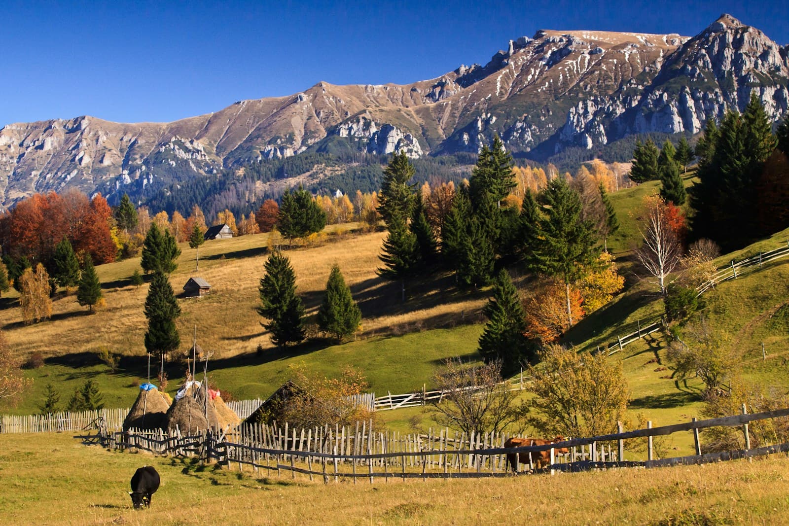 Romania: green pine trees near mountain under blue sky during daytime